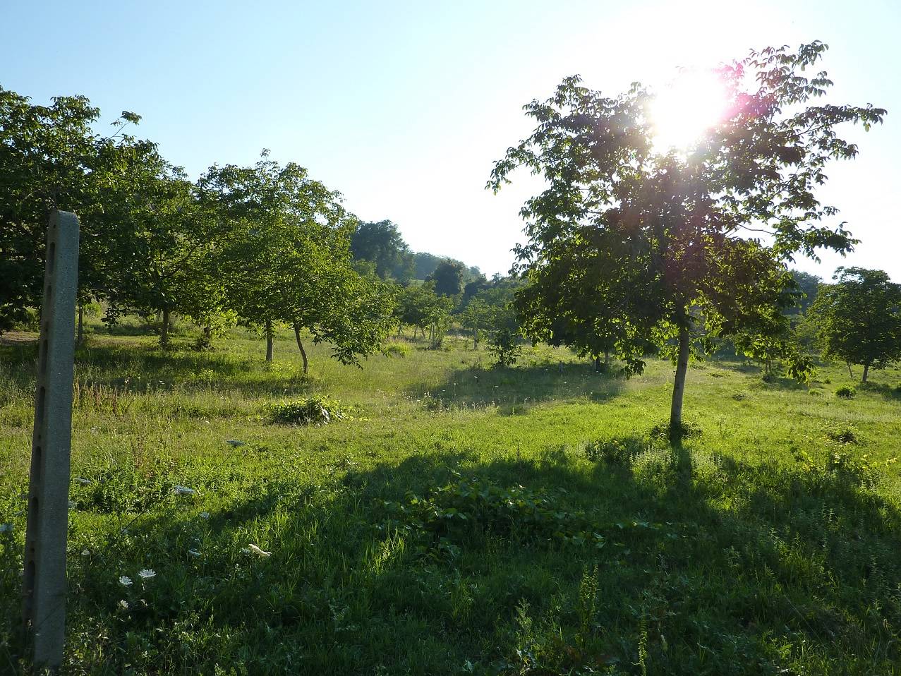 Terreno Agricolo in vendita a Ripatransone