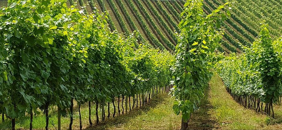 Terreno Agricolo in vendita a Acquaviva Picena, Forola