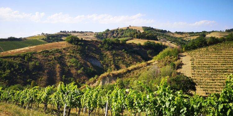 immagine annuncio 4 di 6