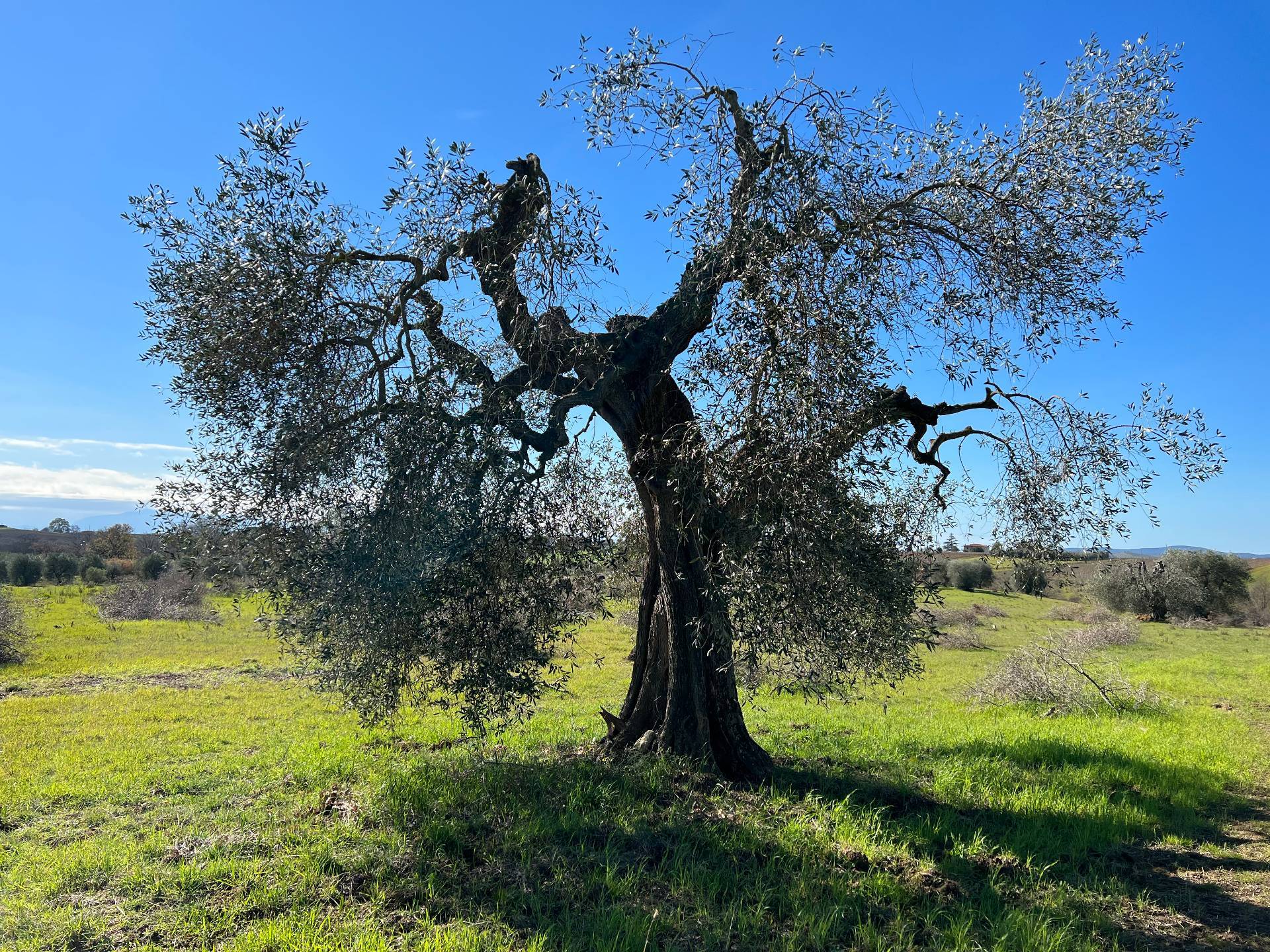 Rustico/Casale/Corte in vendita a Magliano in Toscana
