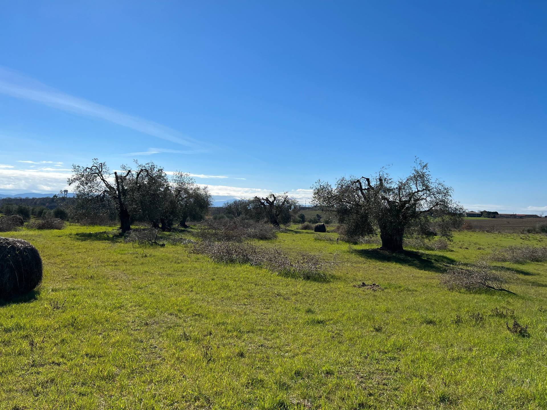 Rustico/Casale/Corte in vendita a Magliano in Toscana