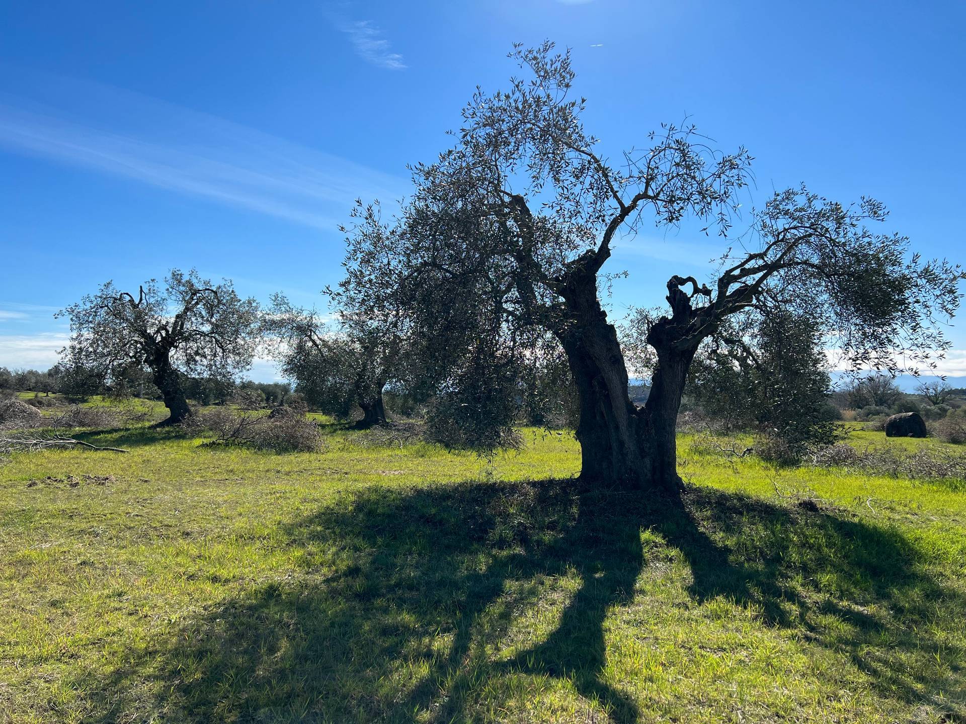 Rustico/Casale/Corte in vendita a Magliano in Toscana