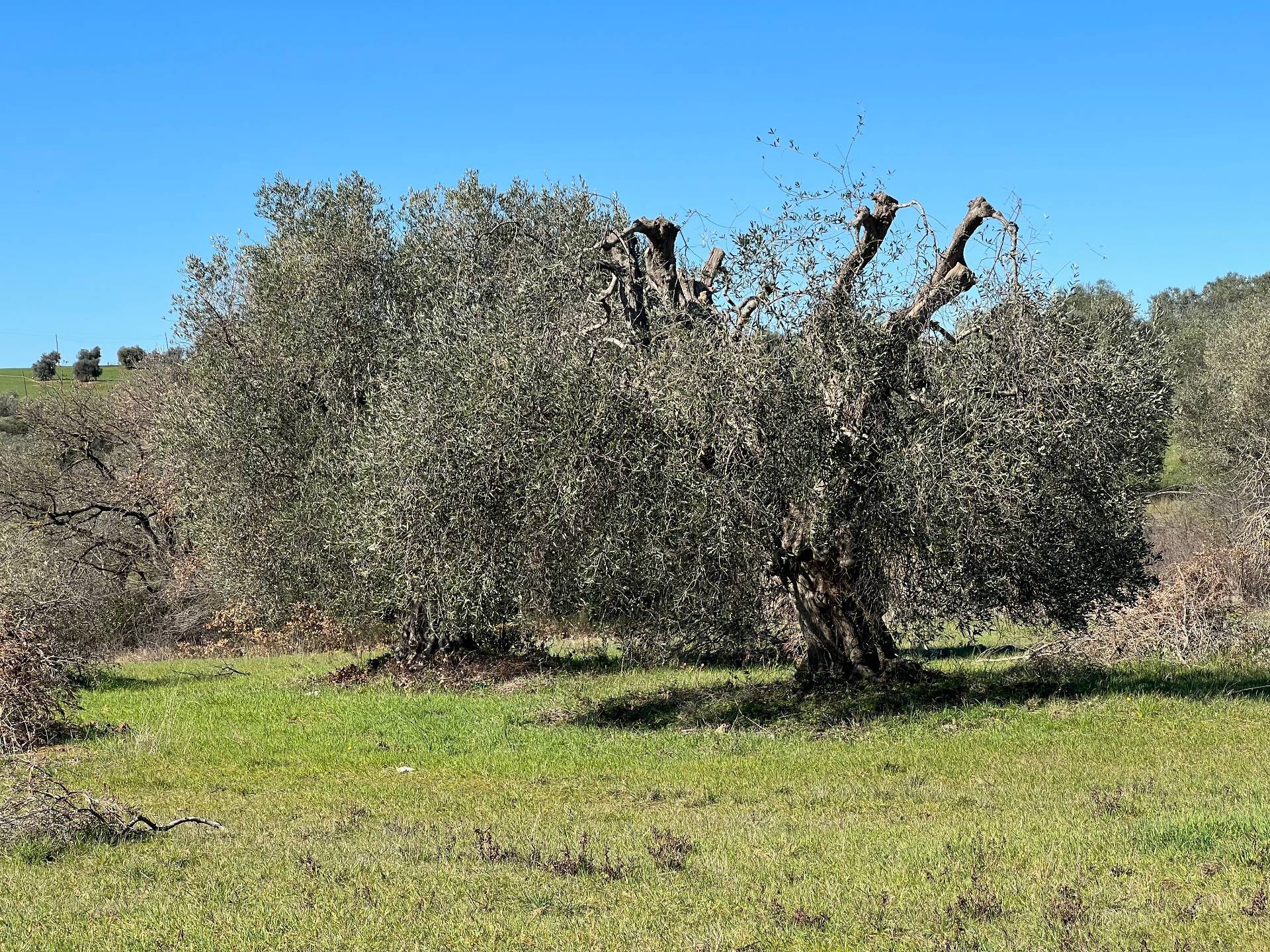 Rustico/Casale/Corte in vendita a Magliano in Toscana