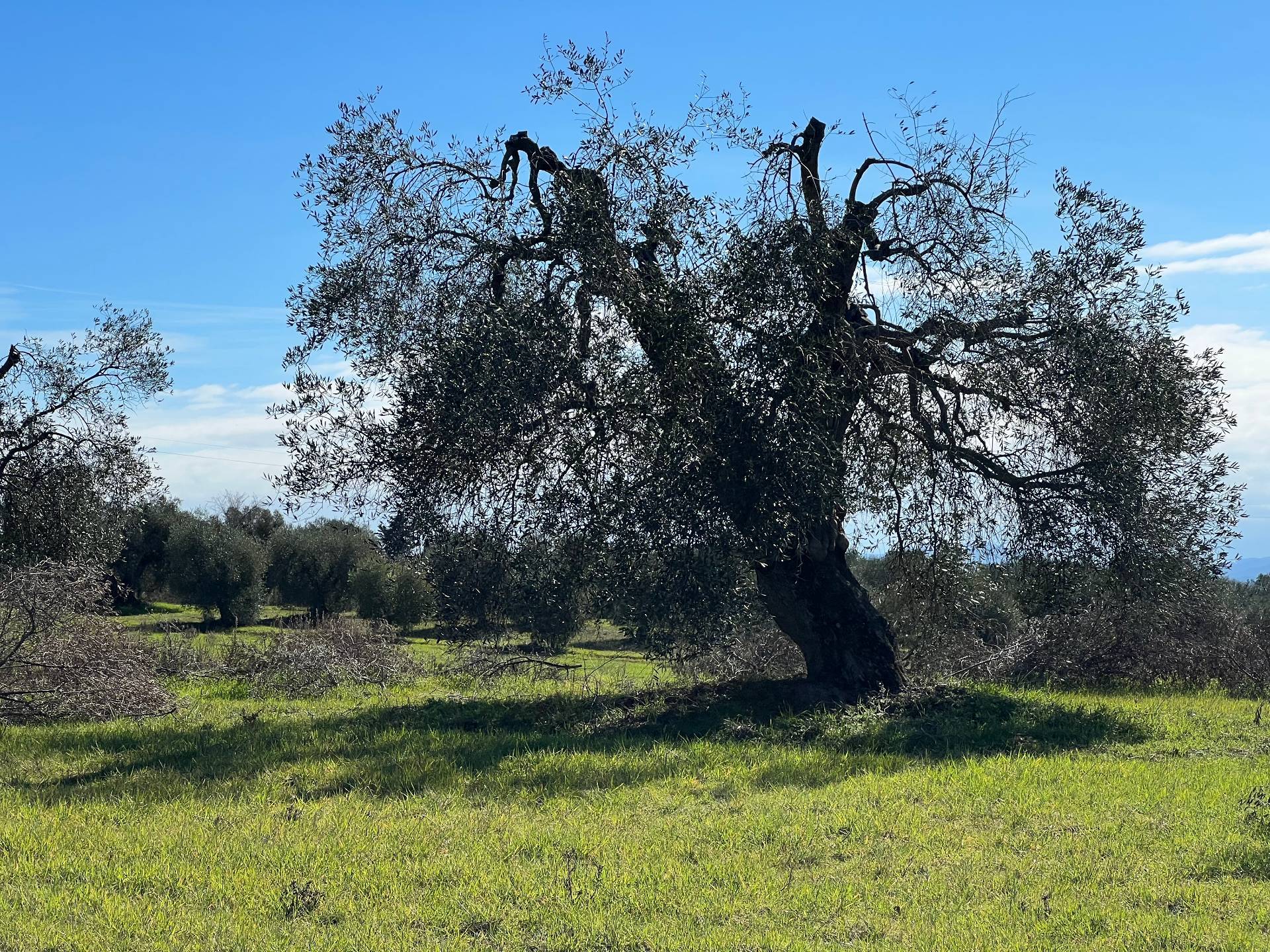 Rustico/Casale/Corte in vendita a Magliano in Toscana