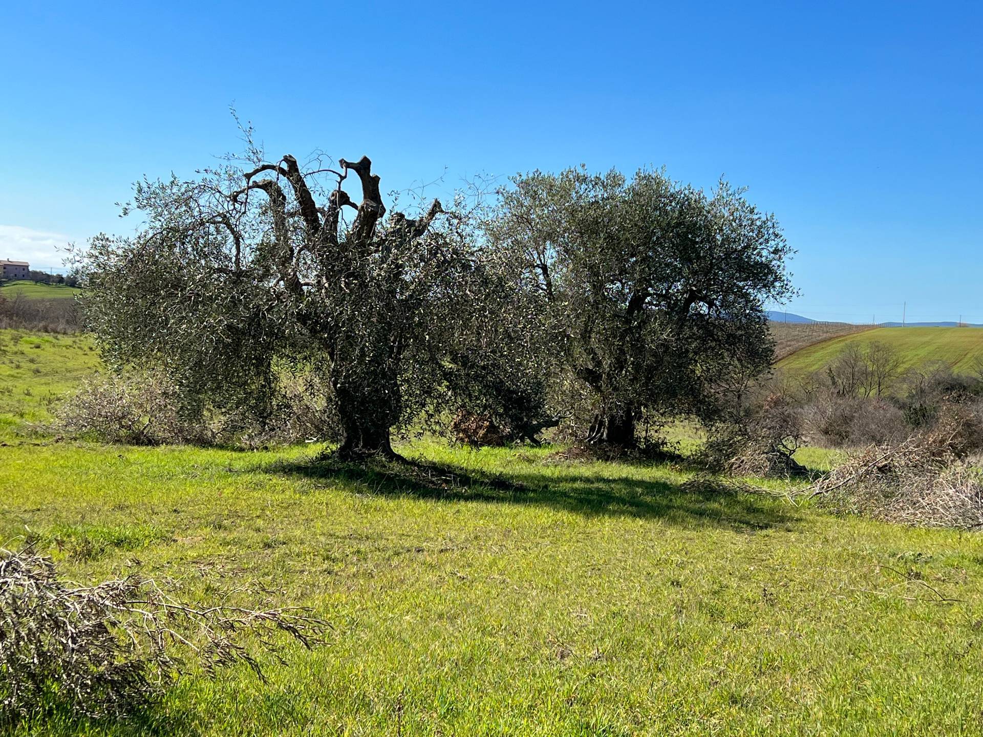 Rustico/Casale/Corte in vendita a Magliano in Toscana