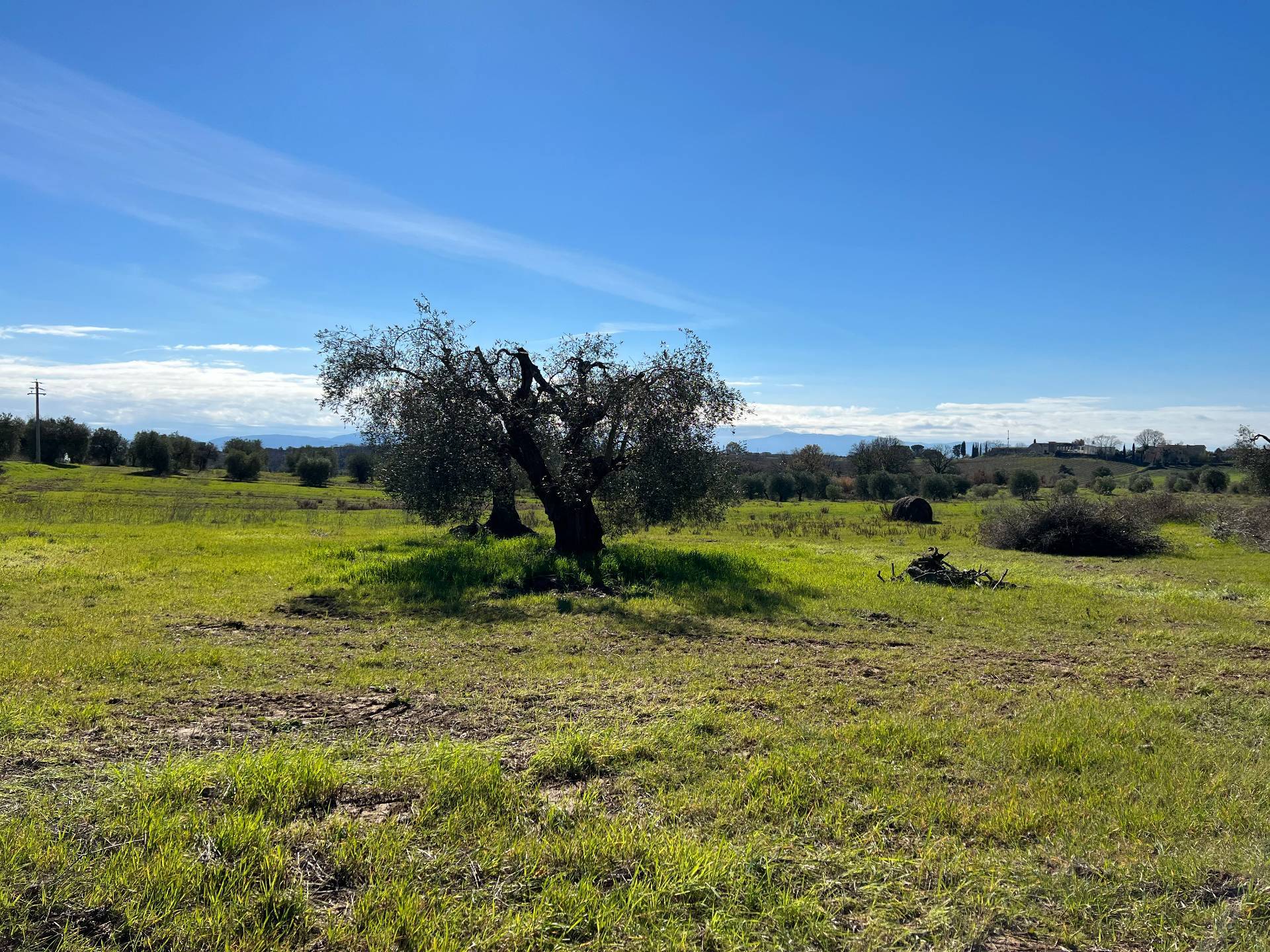 Rustico/Casale/Corte in vendita a Magliano in Toscana