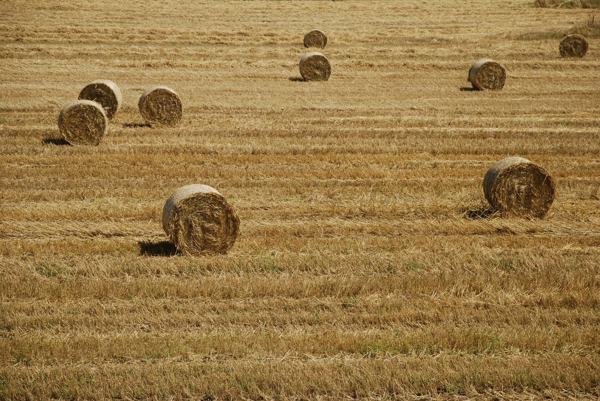 Rustico/Casale/Corte in vendita a Capalbio, Capalbio Scalo