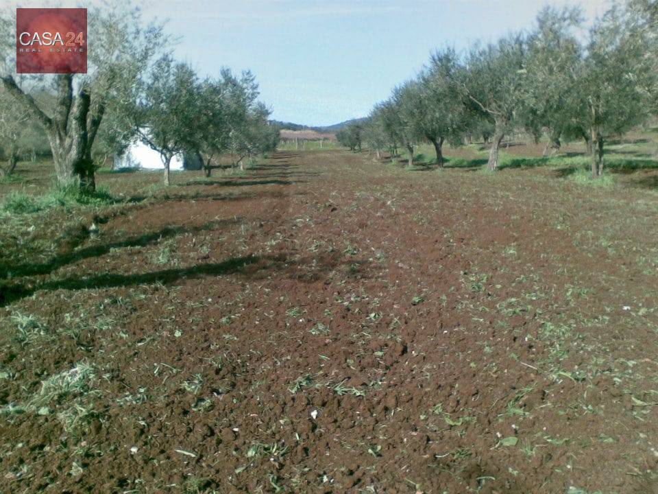 Terreno Agricolo in vendita a Cori