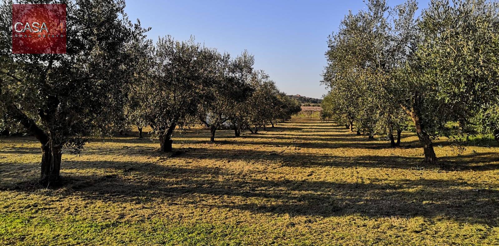 Terreno Agricolo in vendita a Cori