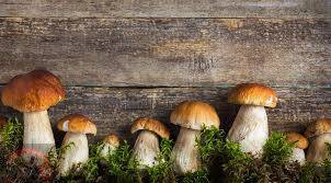 Attivit commerciale in vendita a Latina, Latina