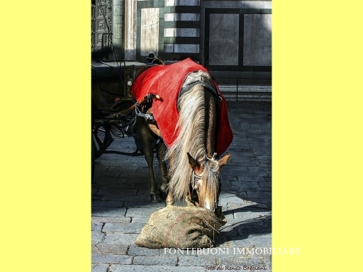 Attivit� commerciale in affitto/gestione, Firenze piazza santa croce-sant'ambrogio