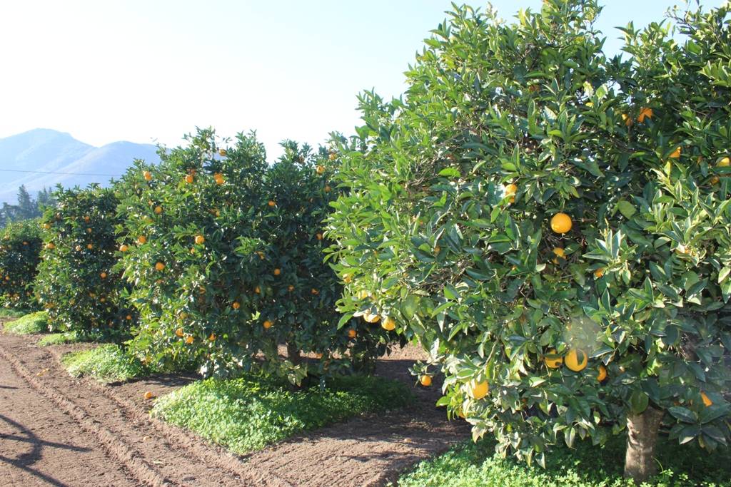 Terreno in vendita a Muravera