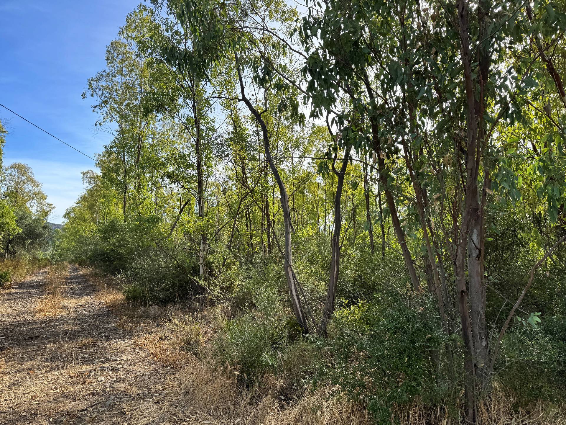 Terreno Agricolo in vendita a San Vito