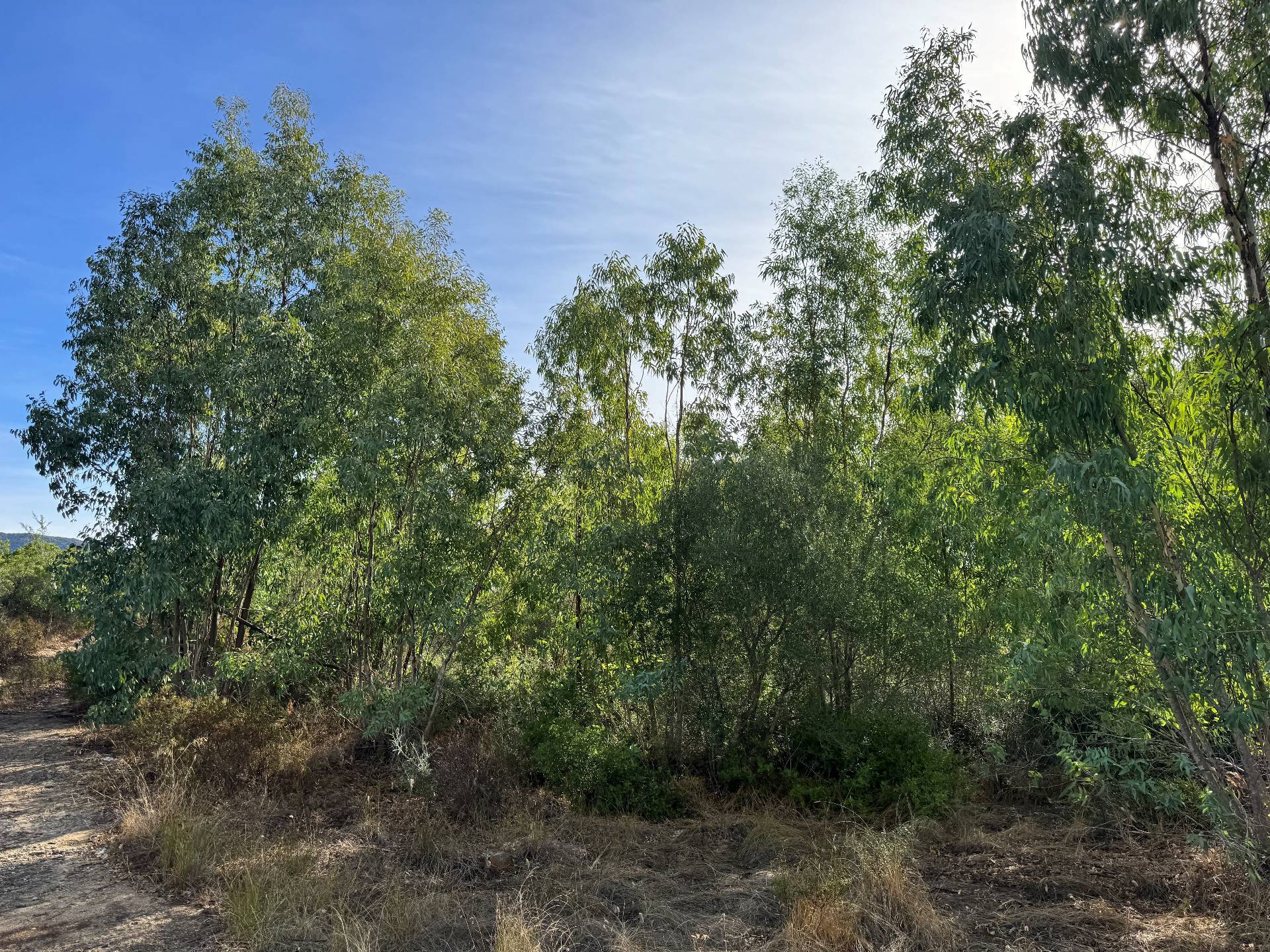Terreno Agricolo in vendita a San Vito