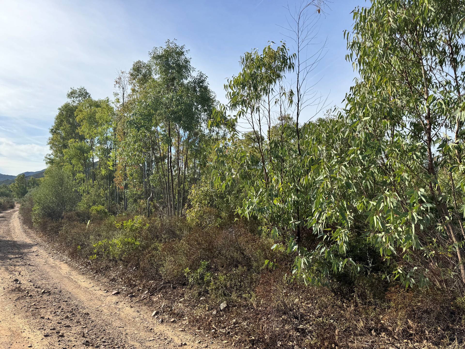 Terreno Agricolo in vendita a San Vito