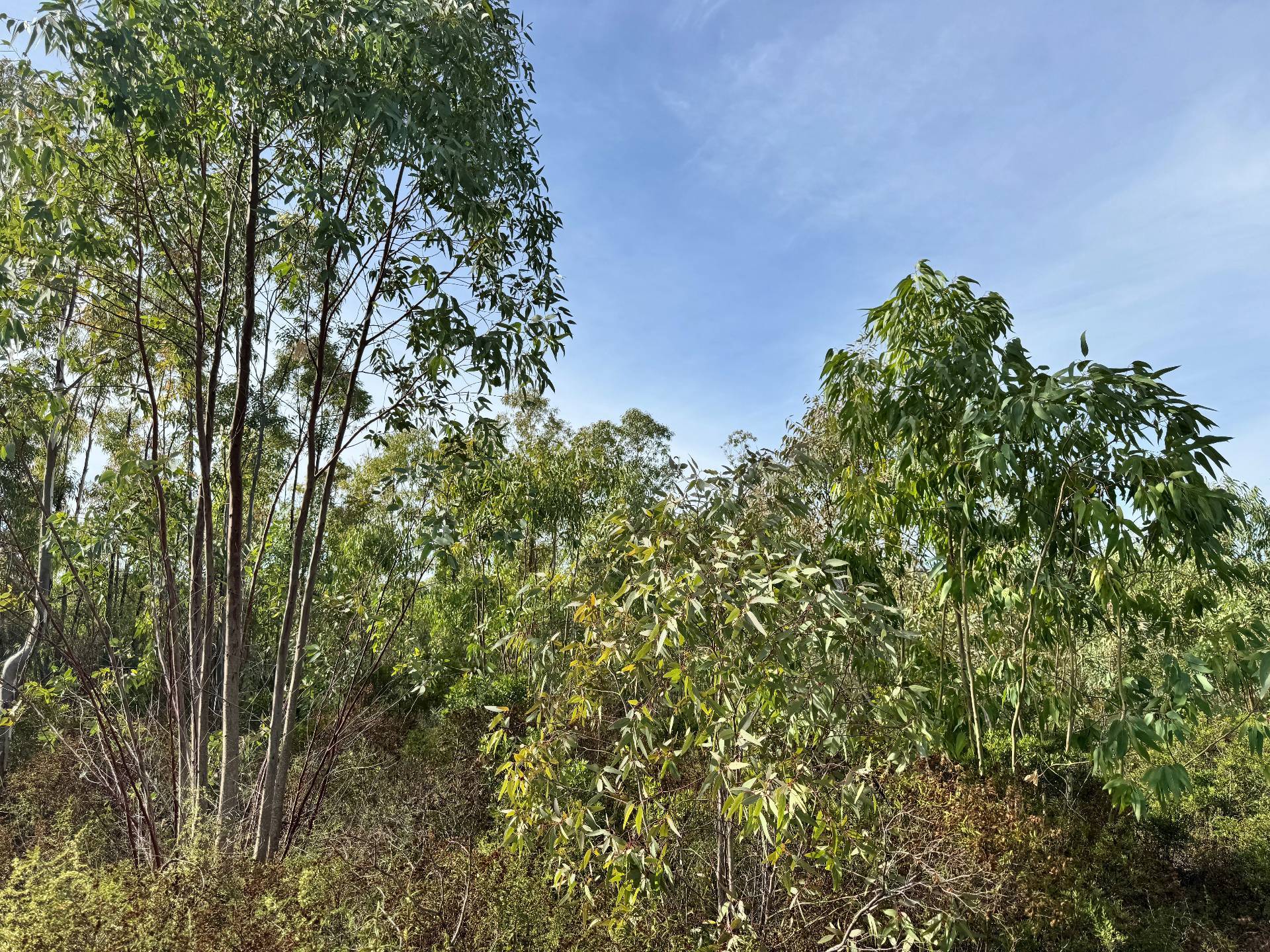 Terreno Agricolo in vendita a San Vito