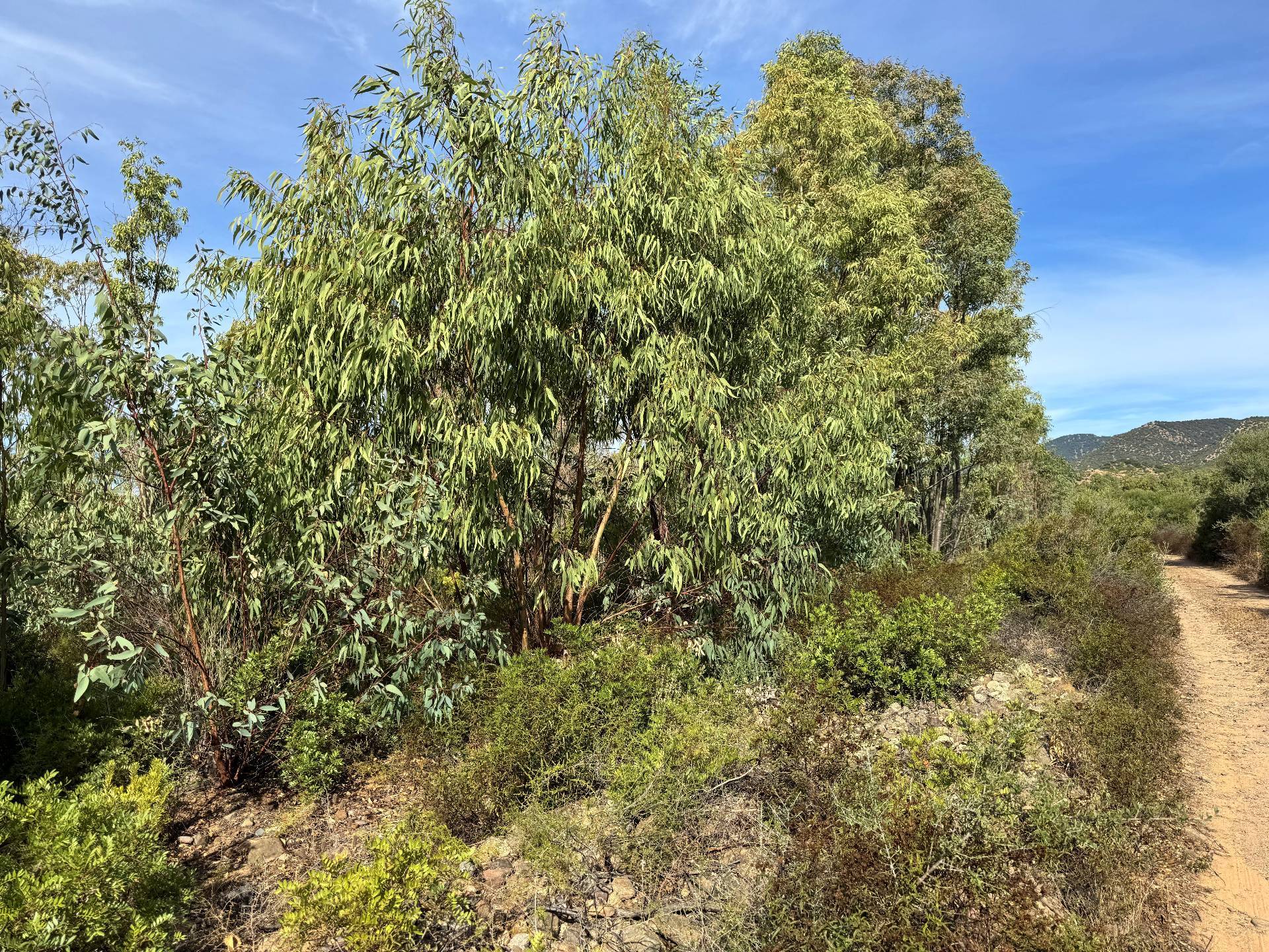 Terreno Agricolo in vendita a San Vito