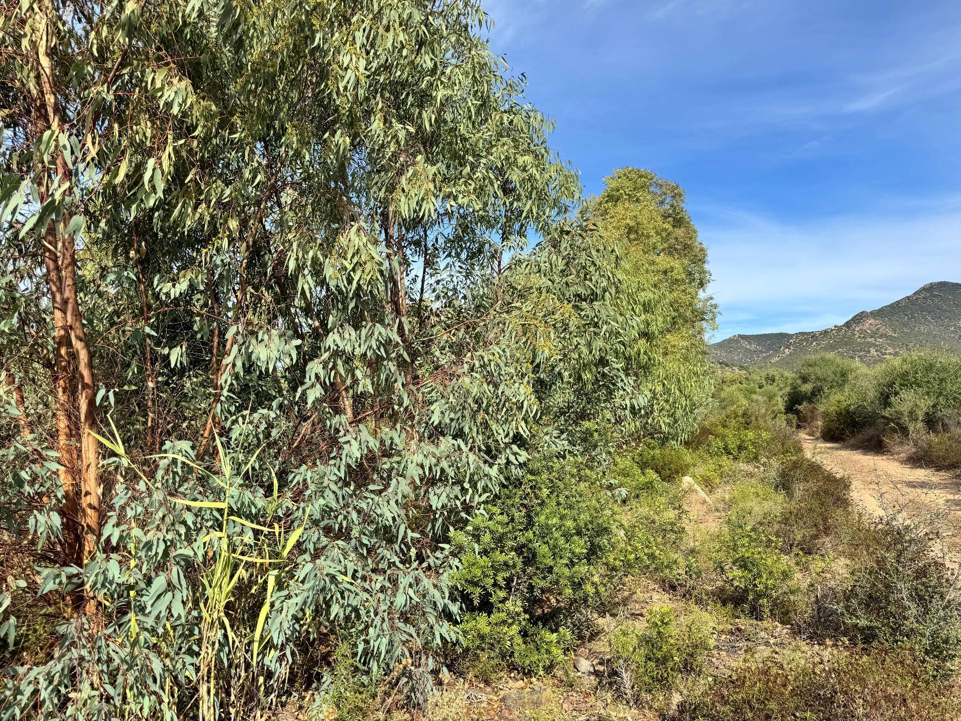 Terreno Agricolo in vendita a San Vito