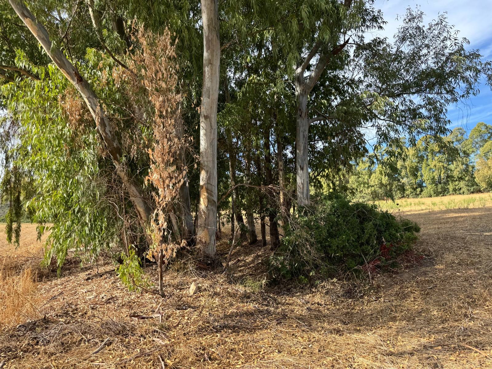 Terreno Agricolo in vendita a San Vito