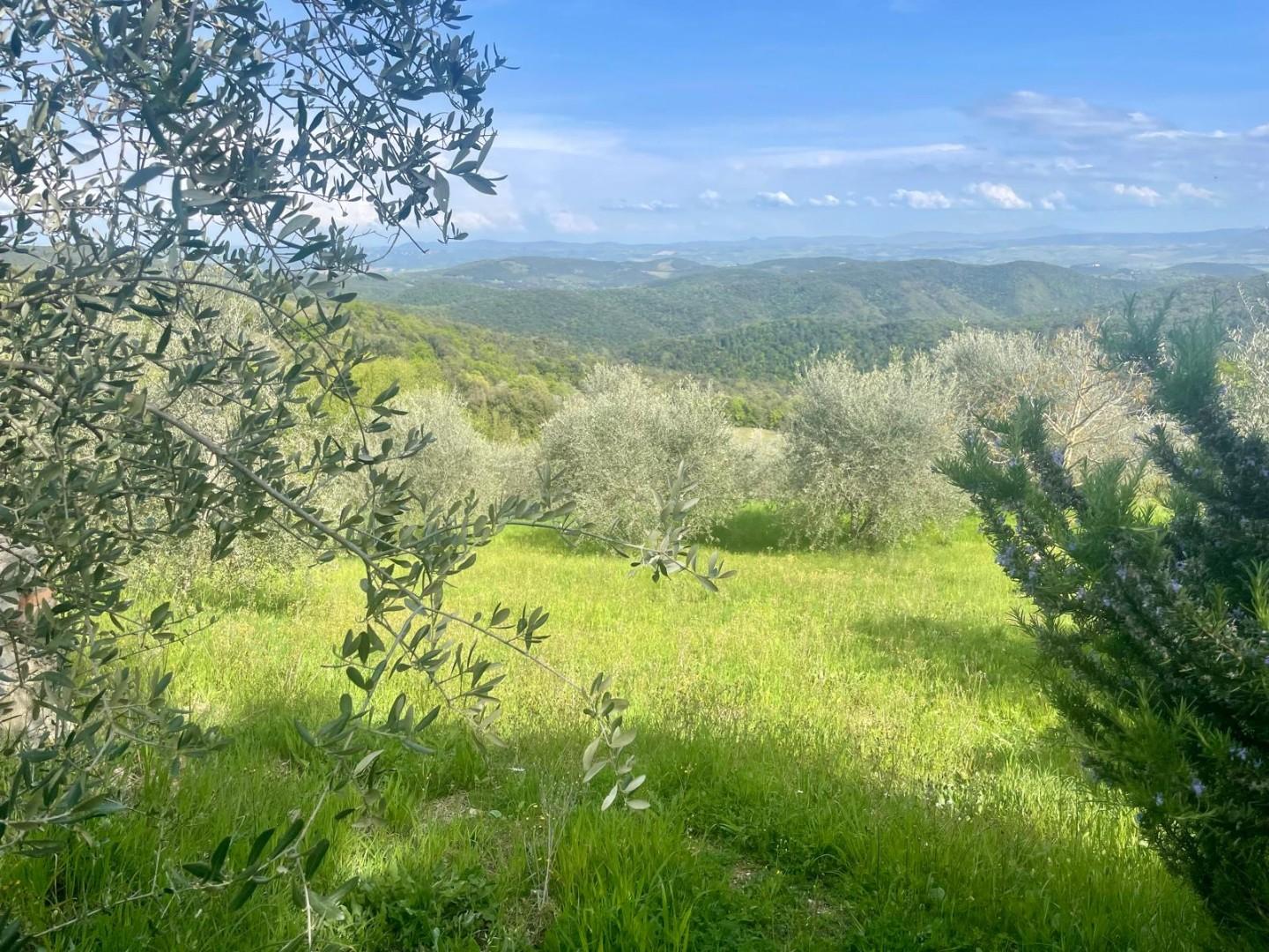 immagine annuncio 4 di 6