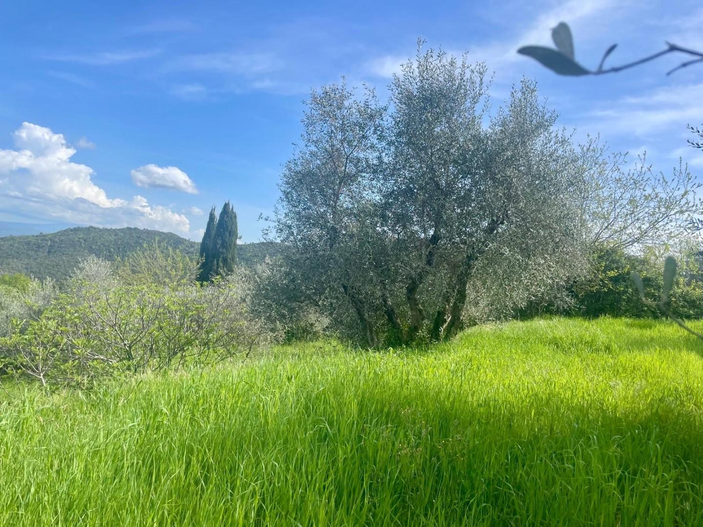 immagine annuncio 5 di 6