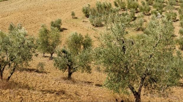 Terreno Agricolo in vendita a Murlo