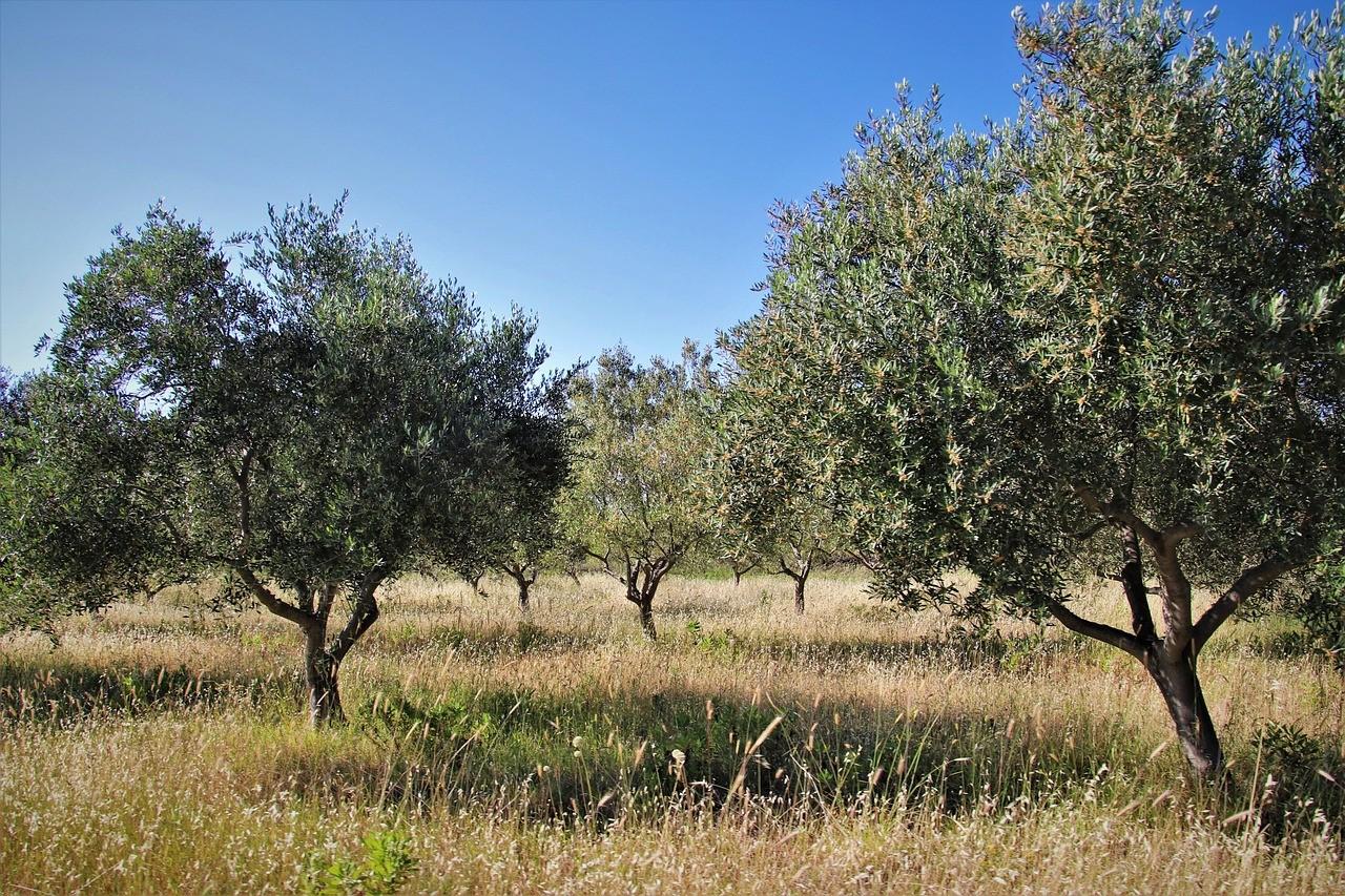 Terreno Agricolo in vendita, Murlo casciano