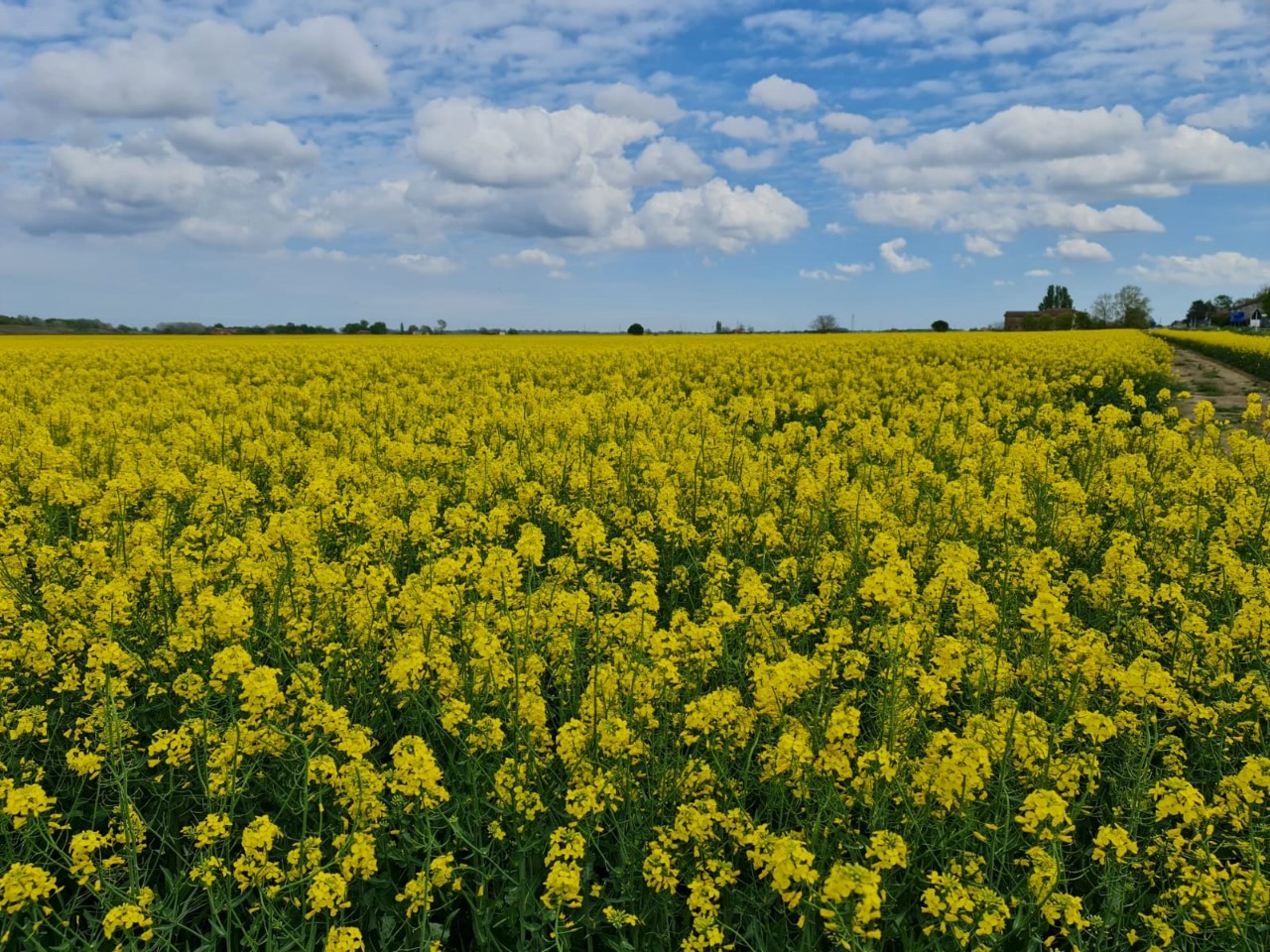 Rustico con giardino a Fossombrone