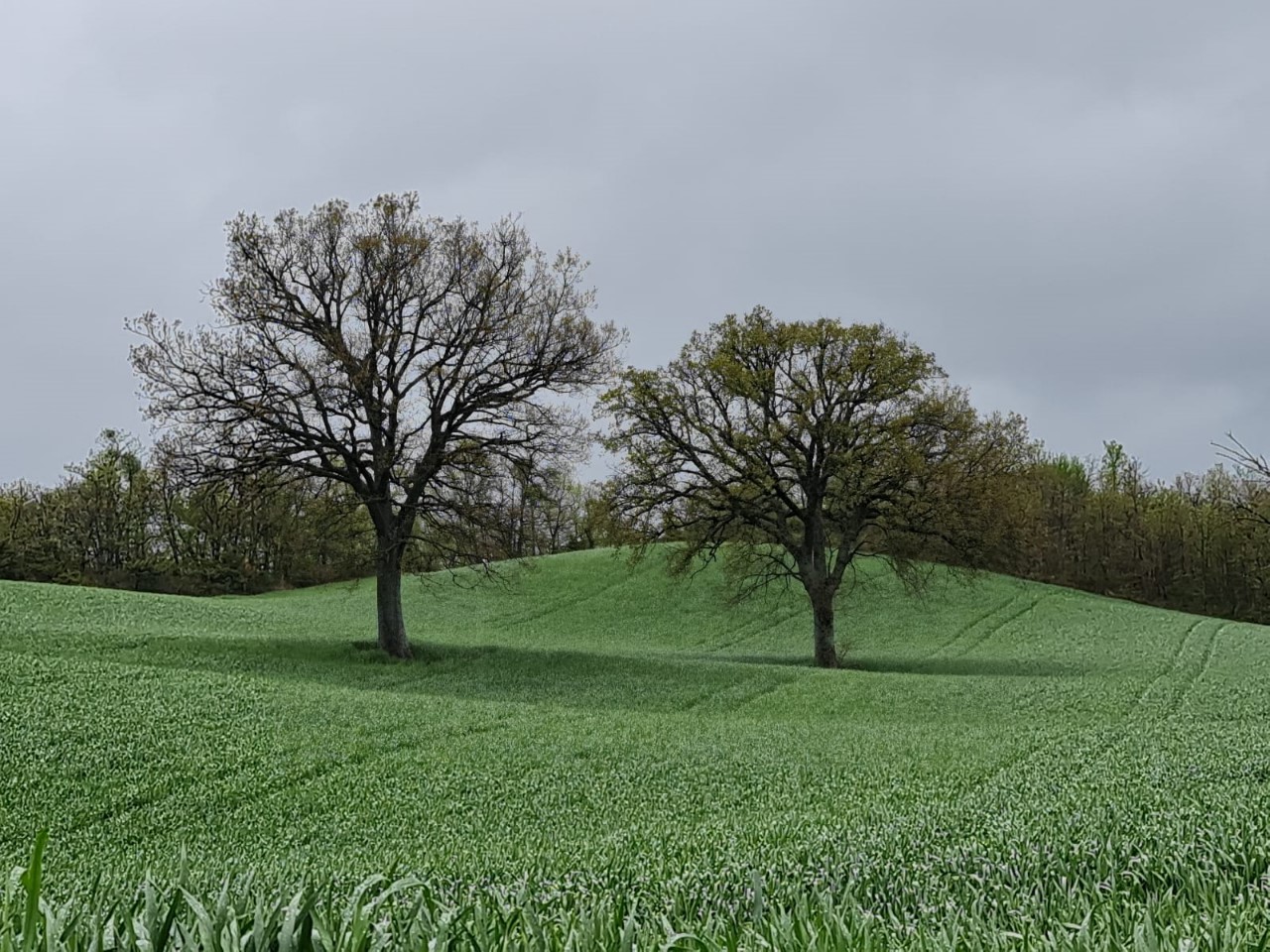 Rustico con giardino a Fossombrone