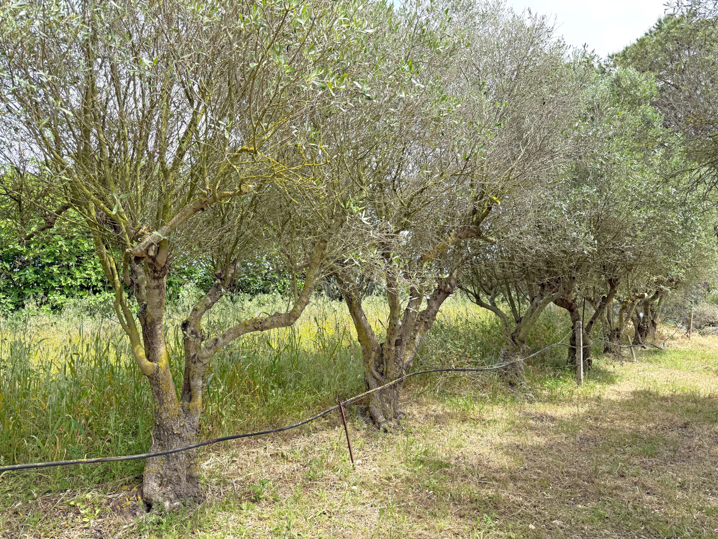 Terreno Agricolo in vendita a Sanluri