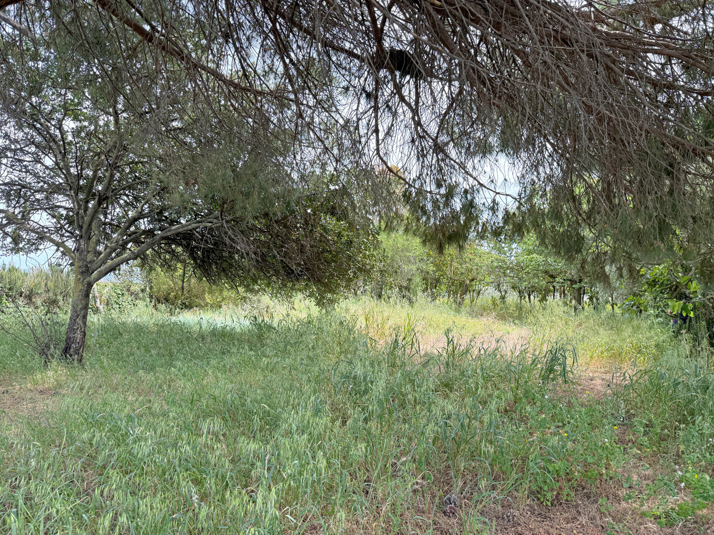 Terreno Agricolo in vendita a Sanluri