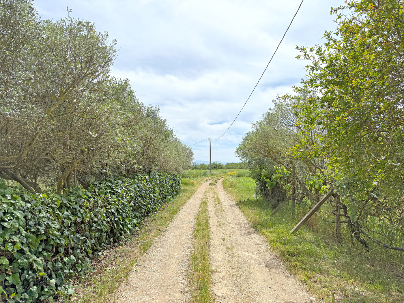 Terreno Agricolo in vendita a Sanluri