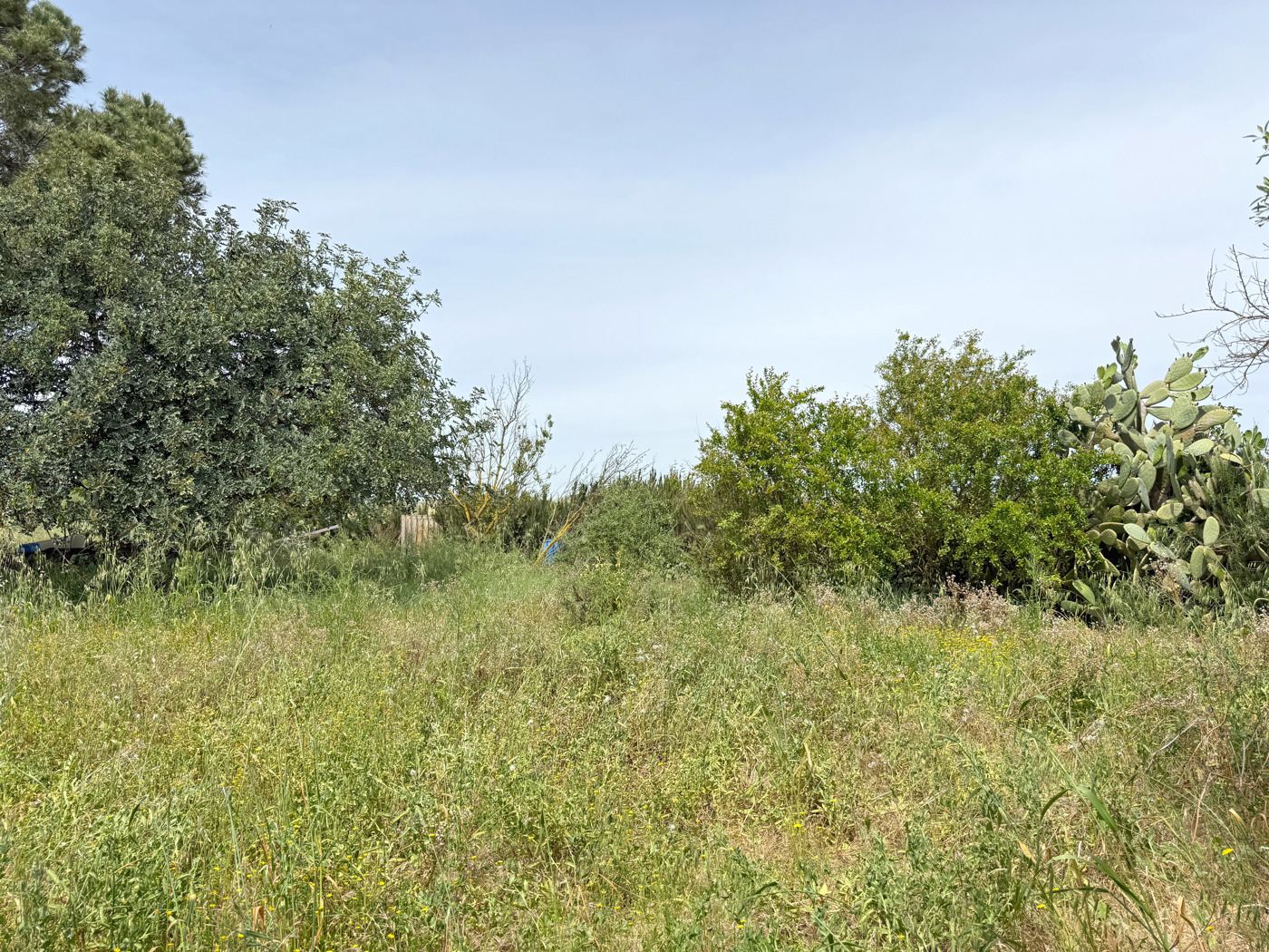 Terreno Agricolo in vendita a Sanluri