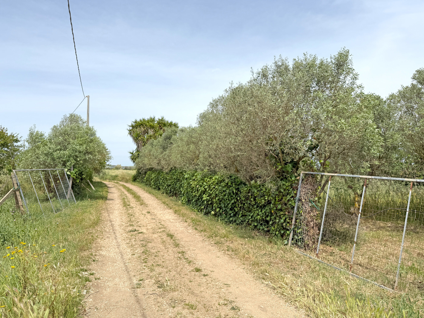 Terreno Agricolo in vendita a Sanluri