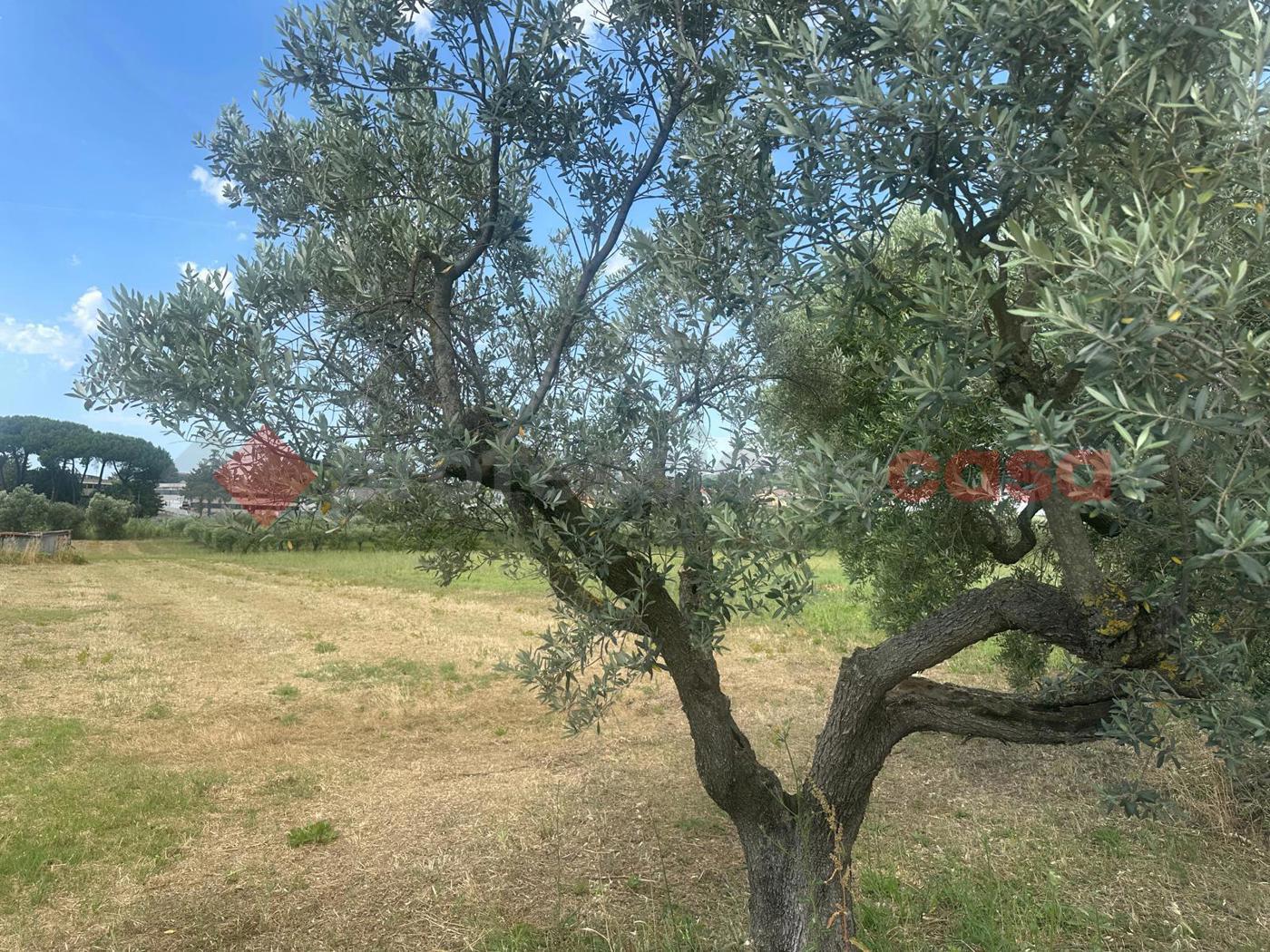 Terreno Agricolo in vendita a Albano Laziale