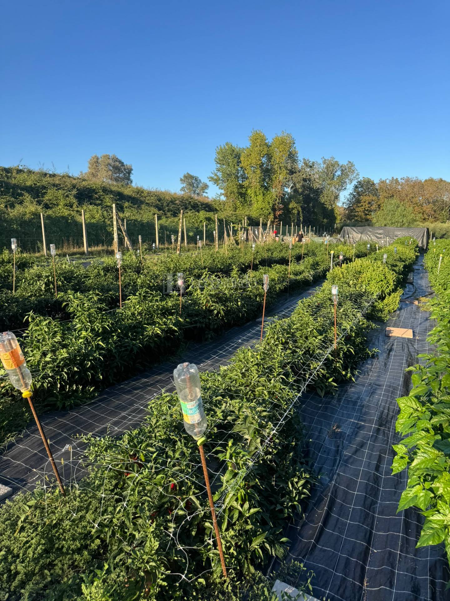 Terreno Agricolo in vendita a Spinetoli, Periferia