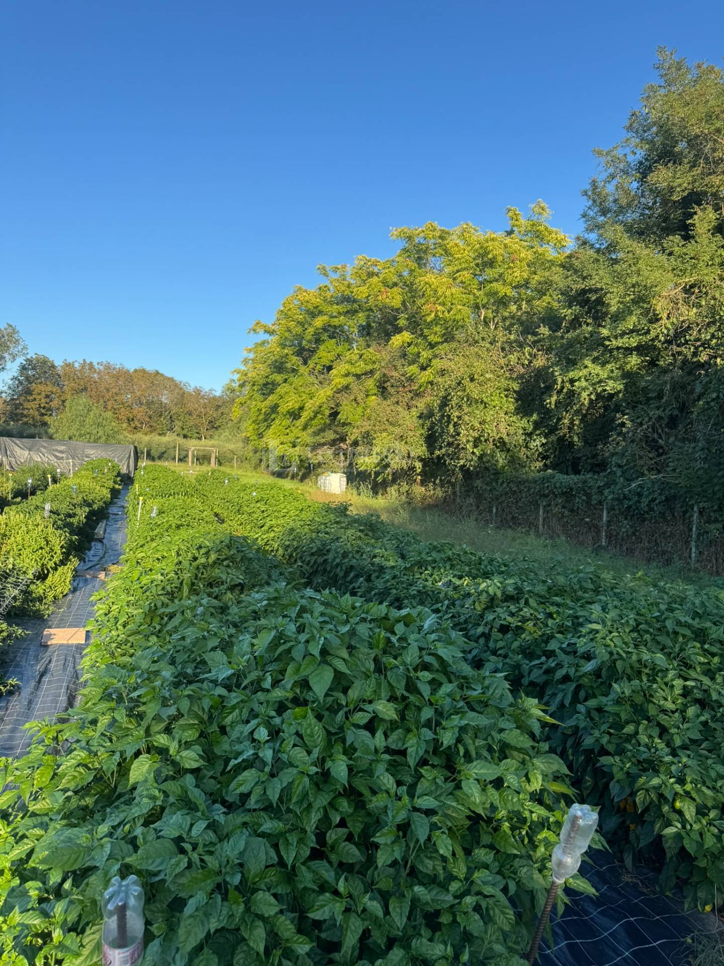 Terreno Agricolo in vendita a Spinetoli, Periferia