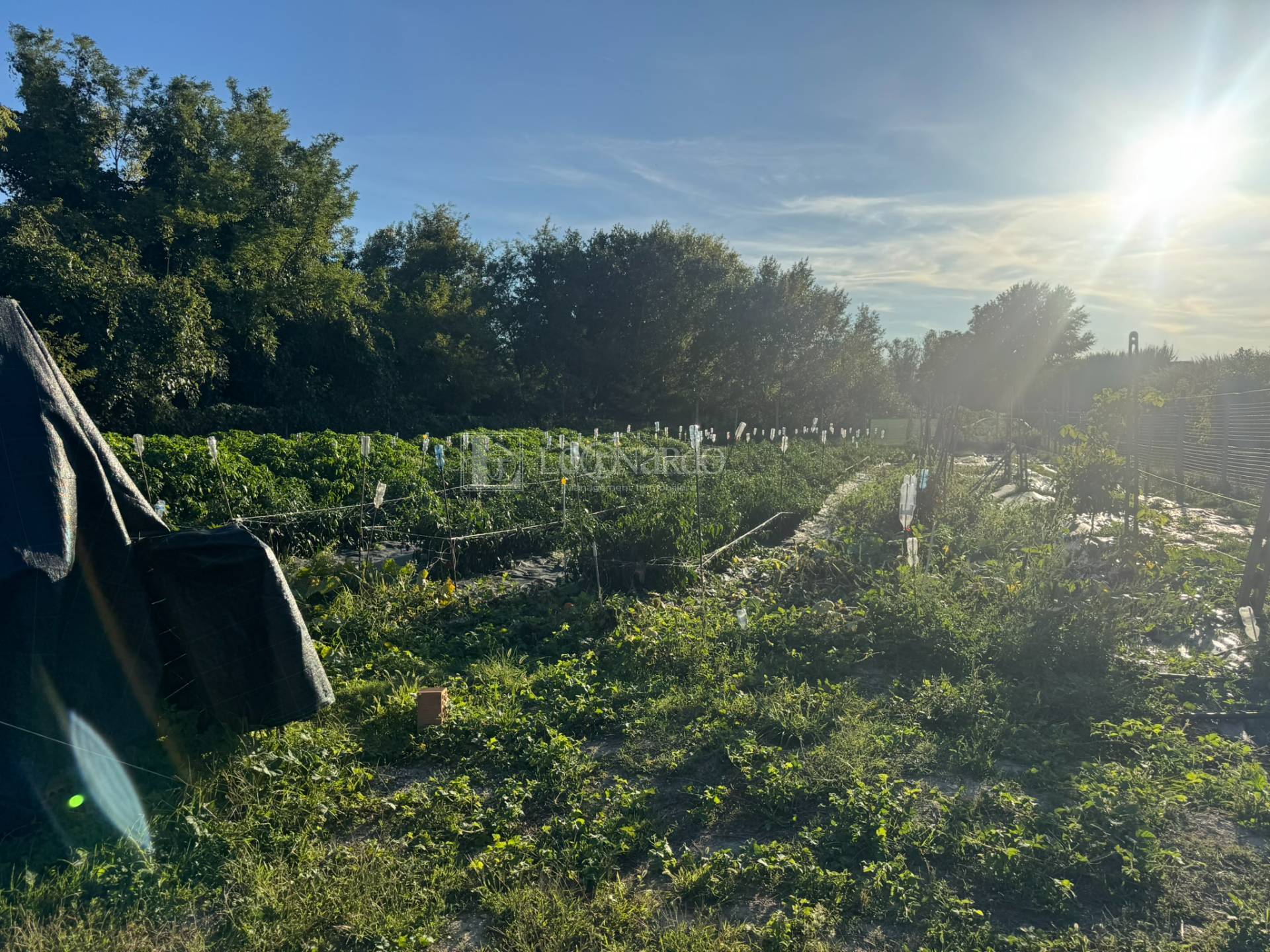 Terreno Agricolo in vendita a Spinetoli, Periferia