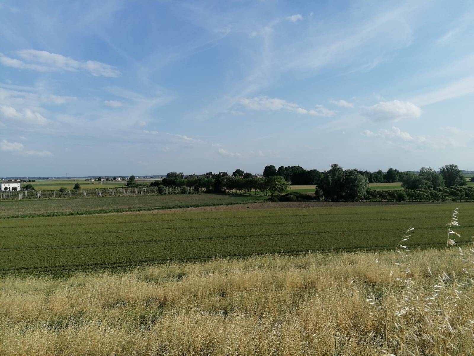 Terreno Agricolo in vendita a Bondeno, Salvatonica