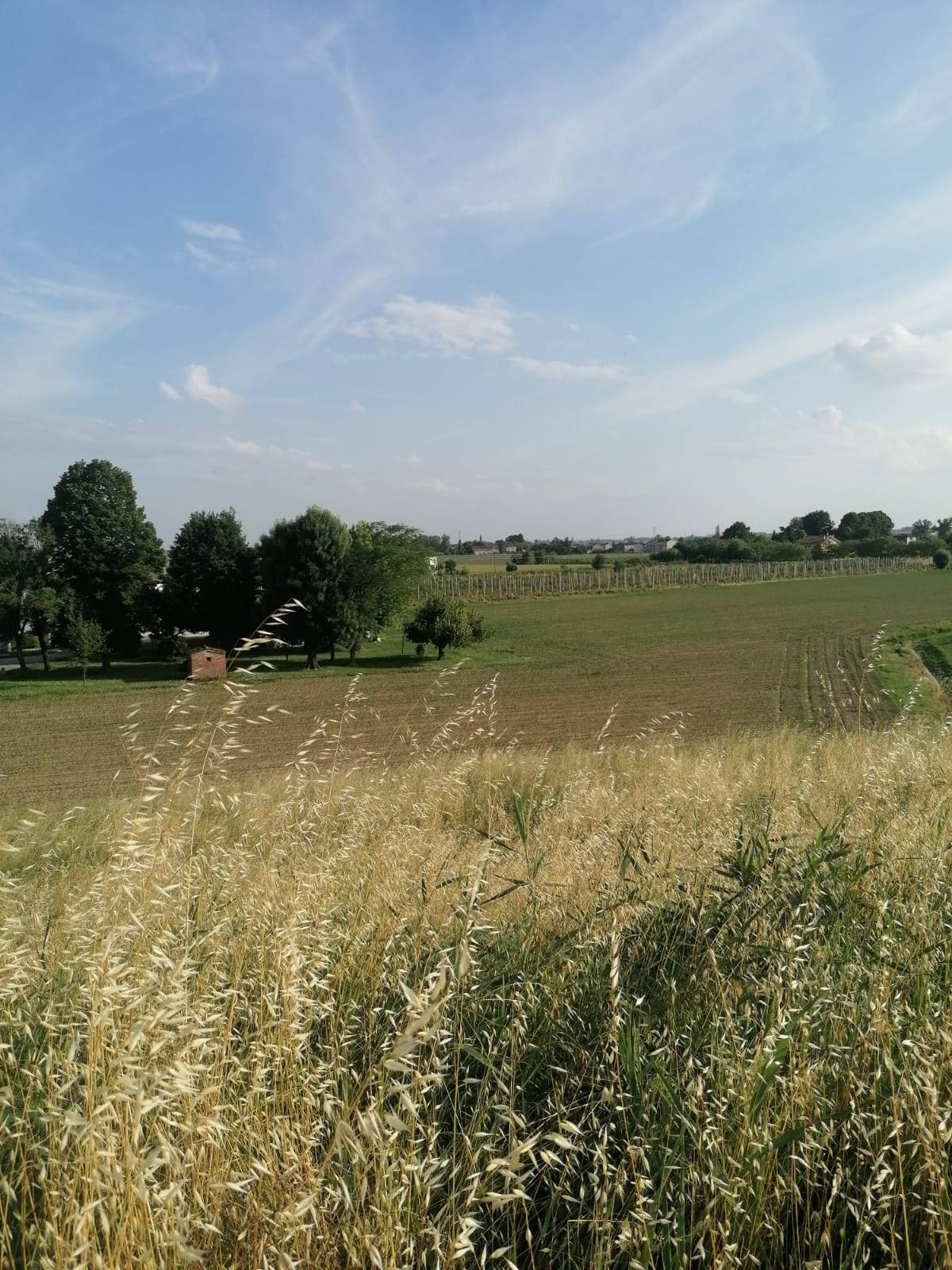 Terreno Agricolo in vendita a Bondeno, Salvatonica