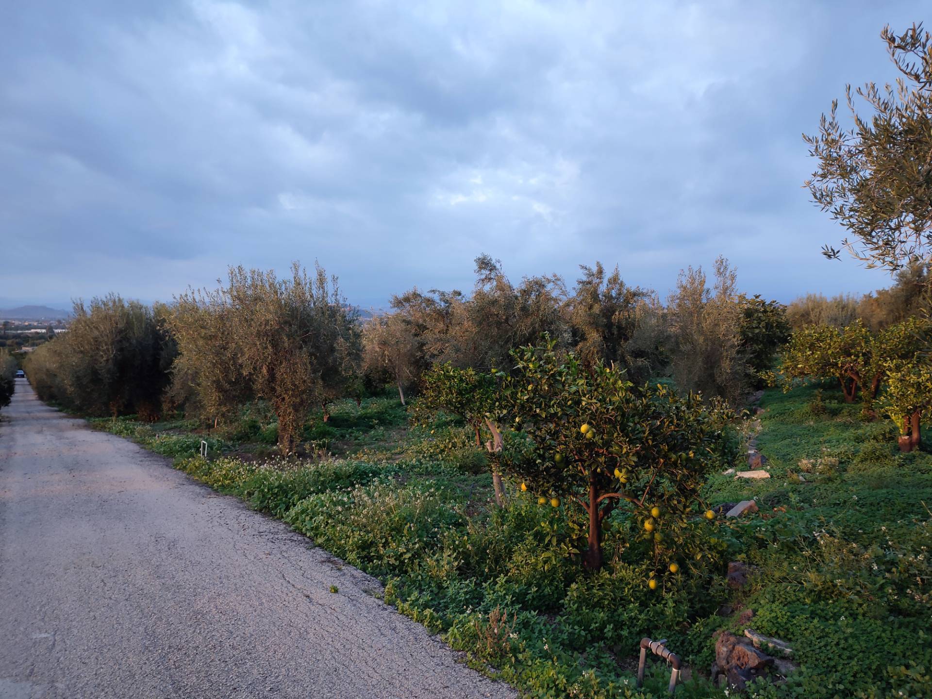immagine annuncio 4 di 6