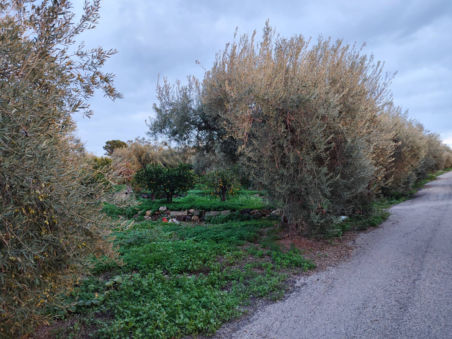 immagine annuncio 5 di 6