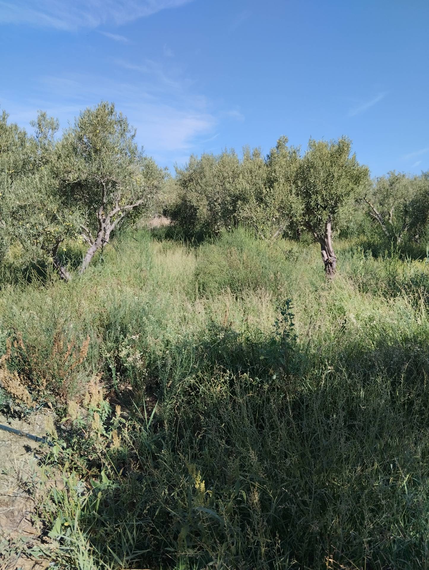 Terreno Agricolo in vendita a Ramacca