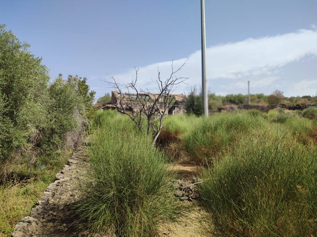 Terreno Agricolo in vendita a Santa Maria di Licodia