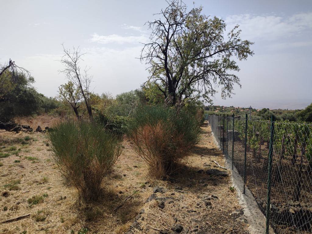 Terreno Agricolo in vendita a Santa Maria di Licodia