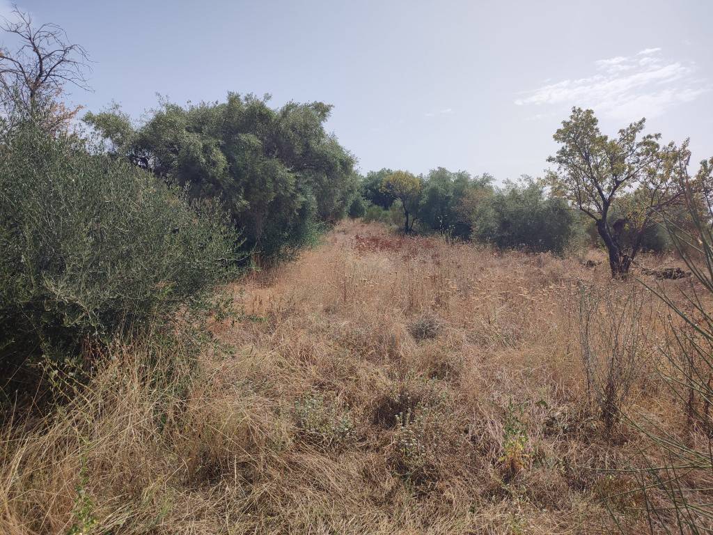 Terreno Agricolo in vendita a Santa Maria di Licodia