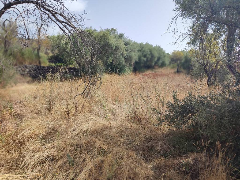 Terreno Agricolo in vendita a Santa Maria di Licodia