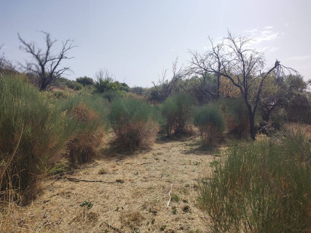 Terreno Agricolo in vendita a Santa Maria di Licodia