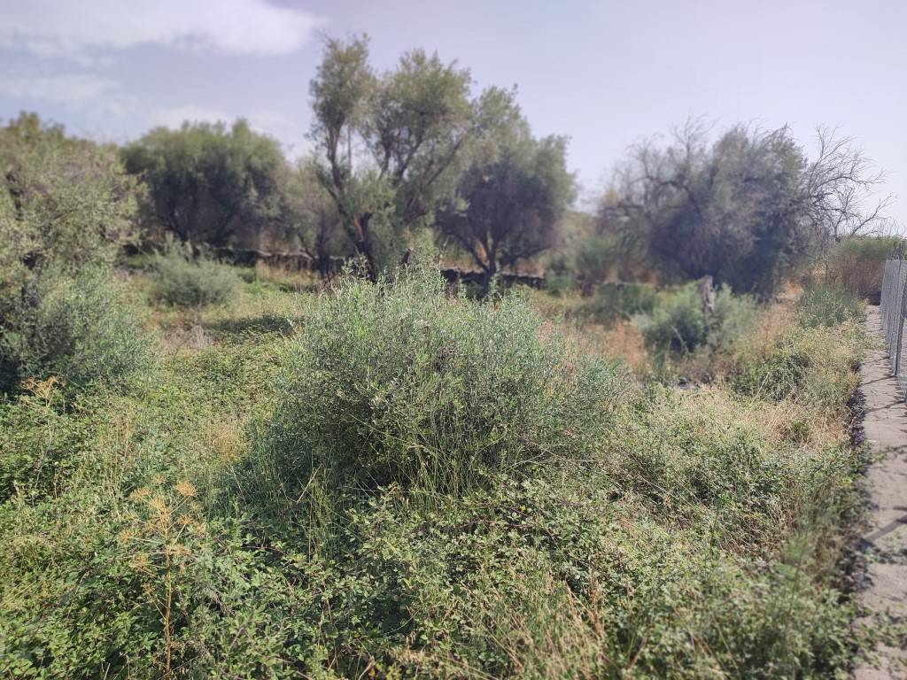 Terreno Agricolo in vendita a Santa Maria di Licodia