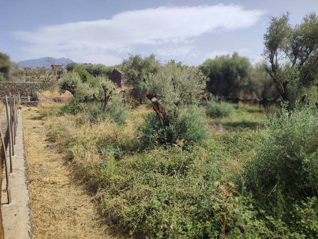 Terreno Agricolo in vendita a Santa Maria di Licodia